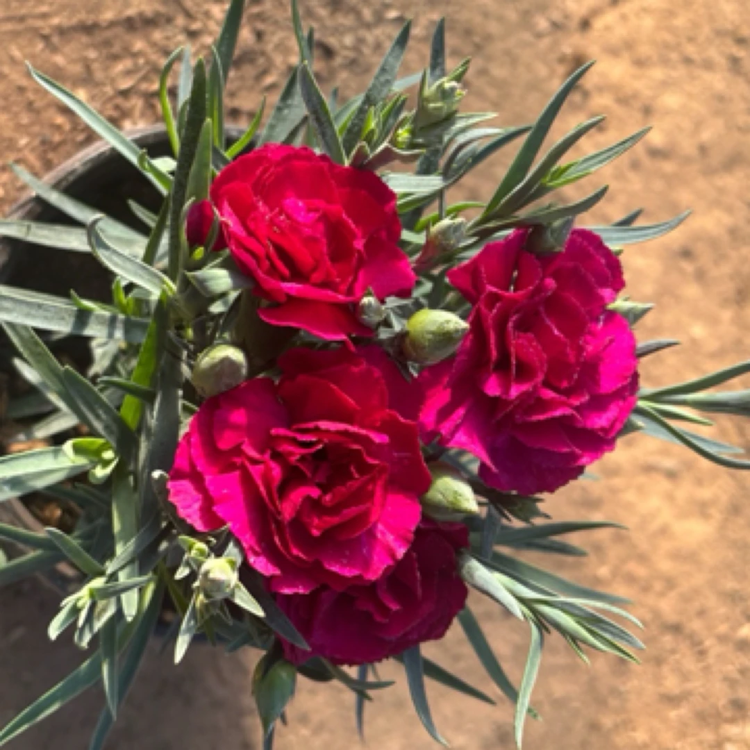 康乃馨《紫韵》《带花苞发货》花苞满满 颜色艳丽 开花漂亮