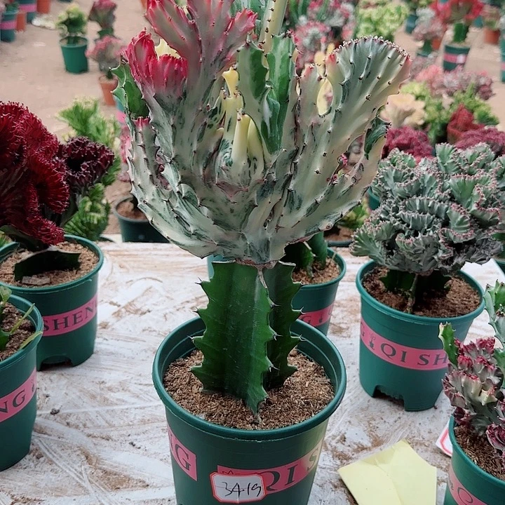 好养易活，鲜活绿植