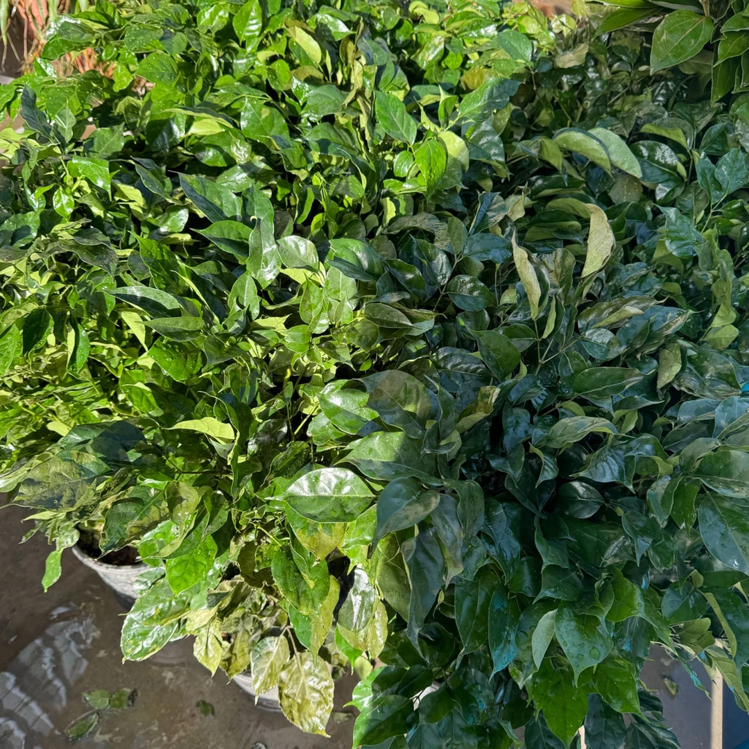 西藏包邮绿植-绿宝树