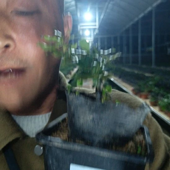 无花朵金弹子十里桃花052