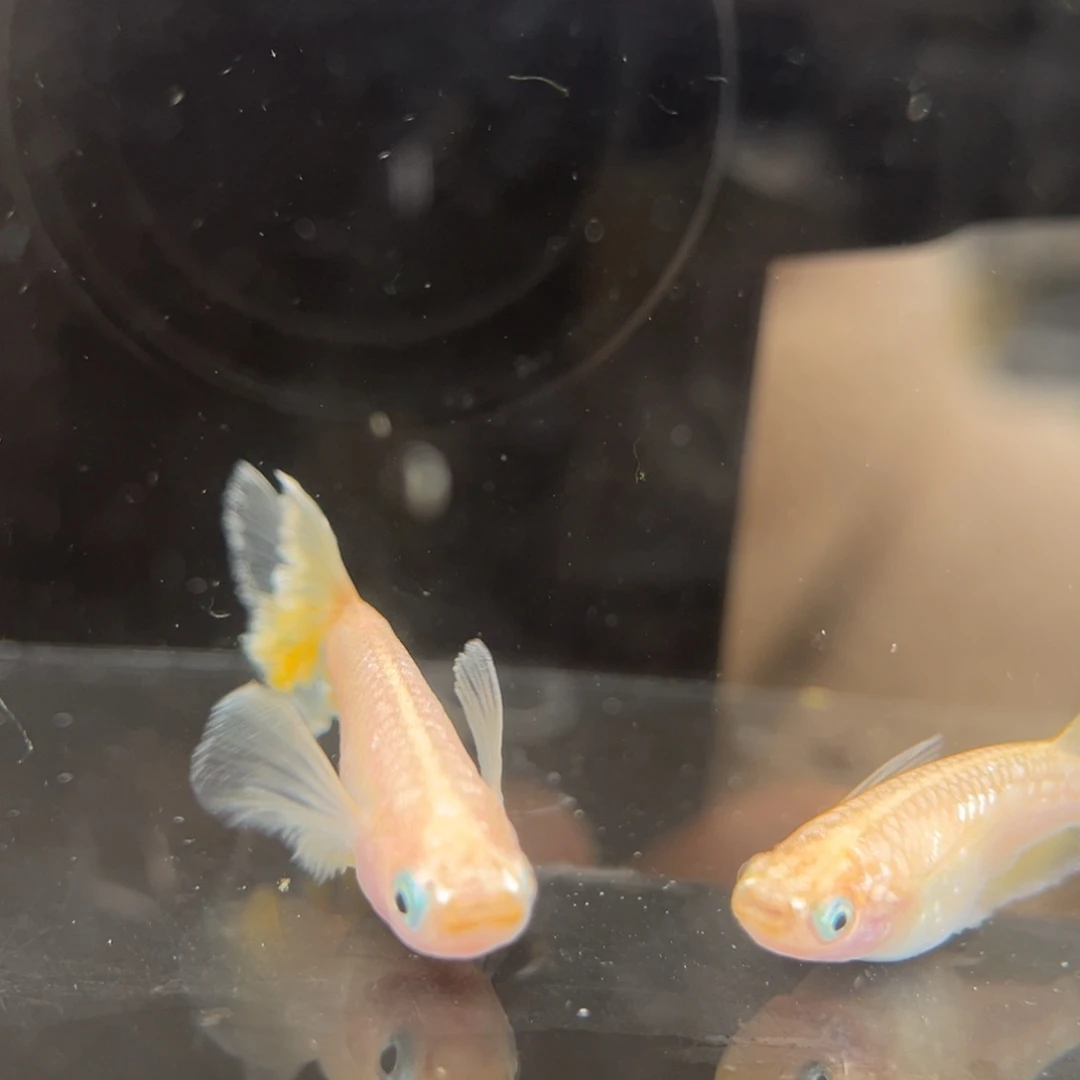 青鳉鱼222酥油灯真长鳍一对