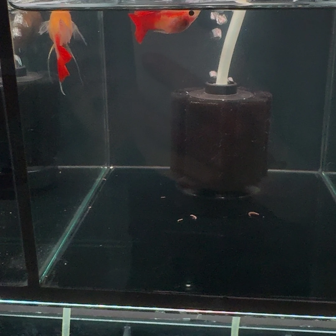 孔雀鱼银河琉璃粗c一对