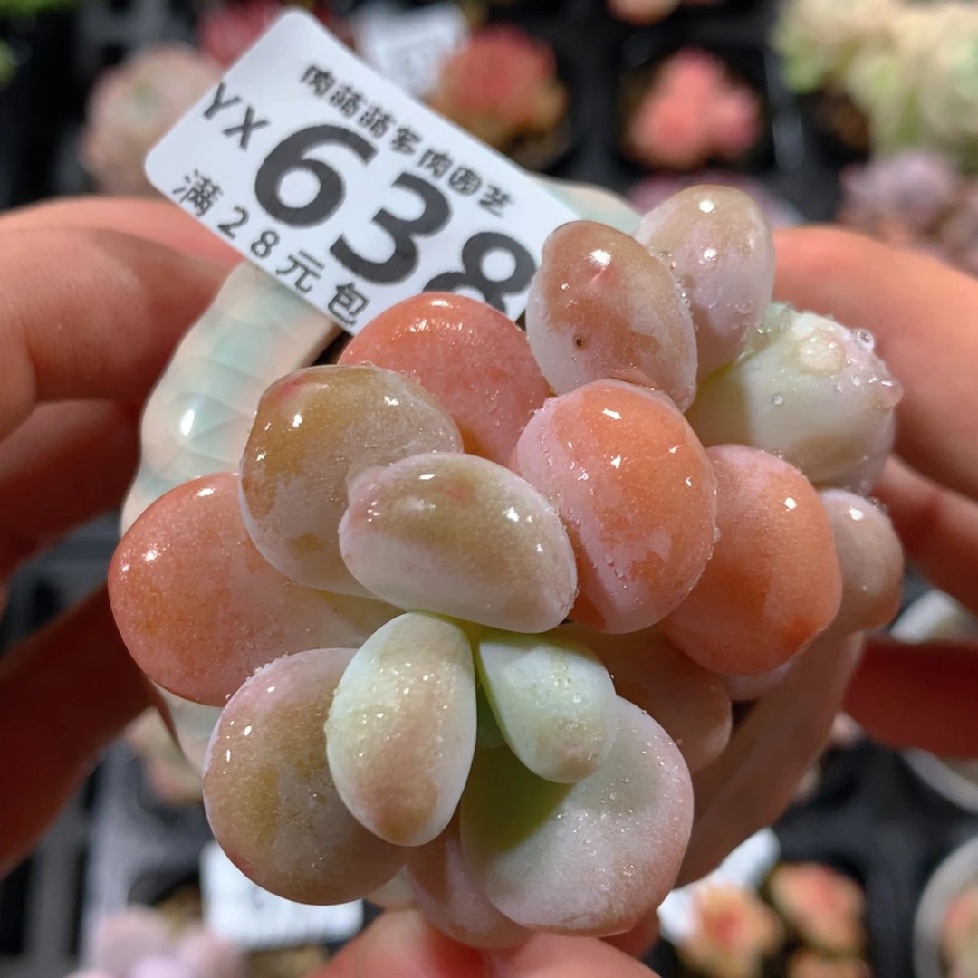 5CM拇指盆精控多肉YX638