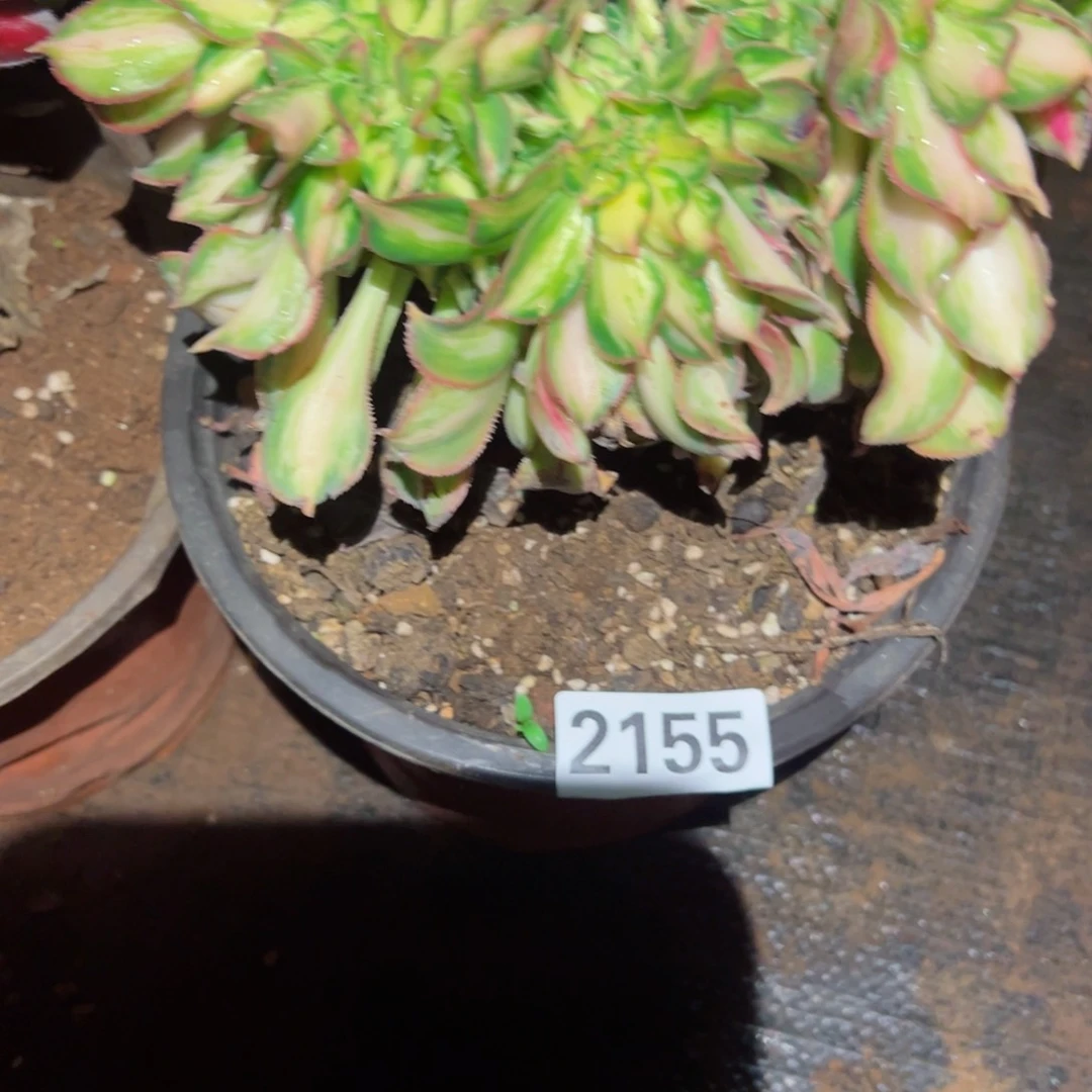 2155 号多肉植物法师新年福利