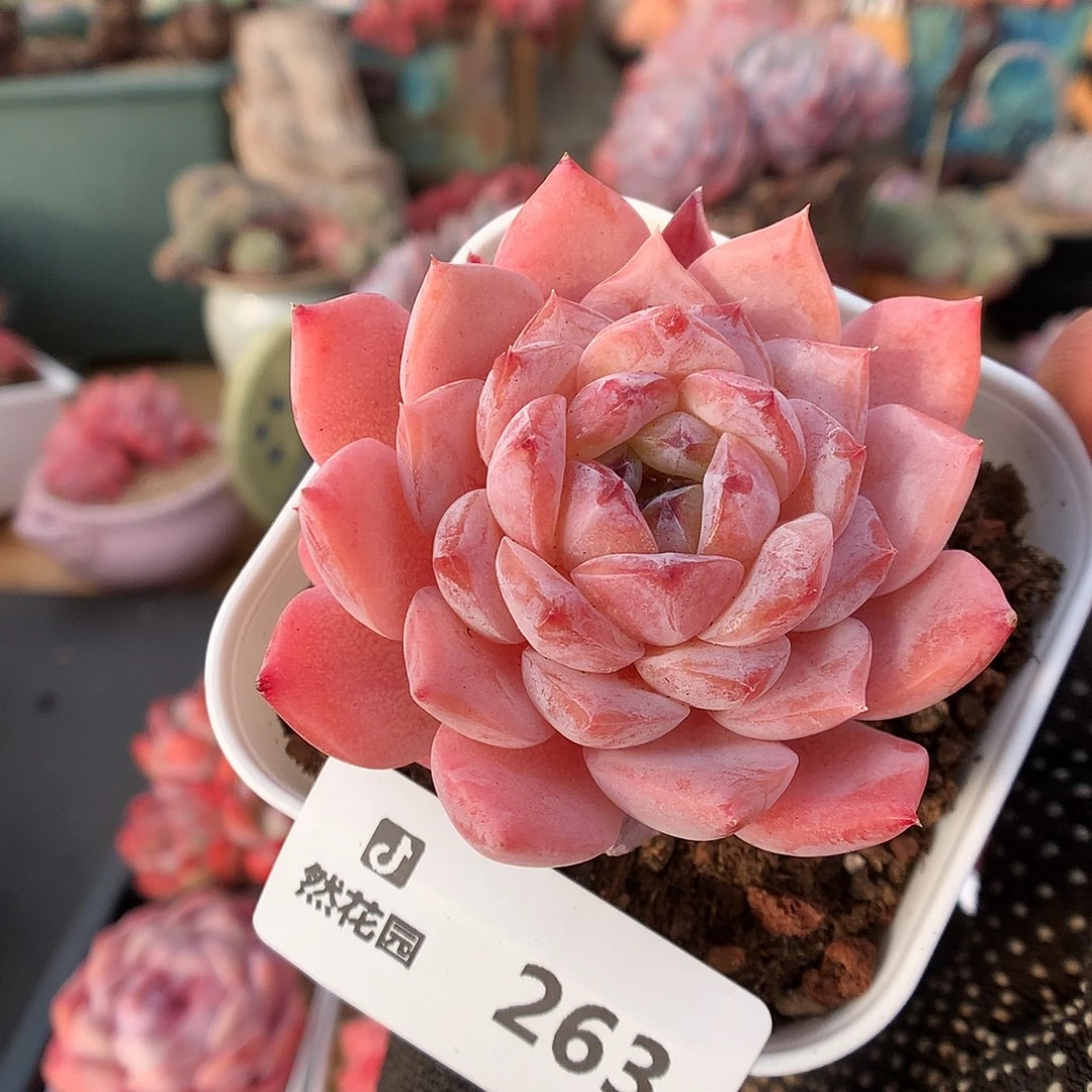 263冰魄多肉植物6666