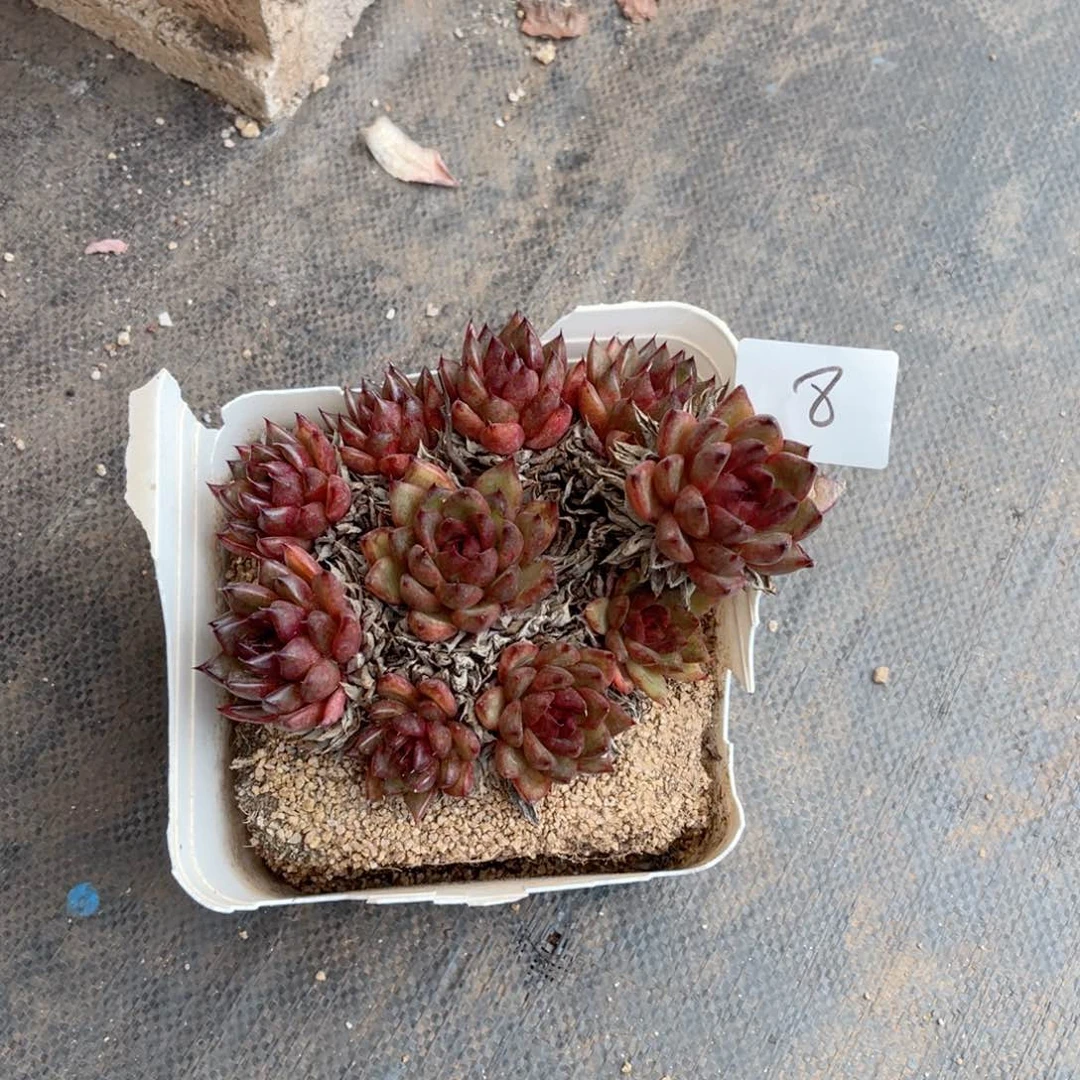 莲*008黑王子多肉