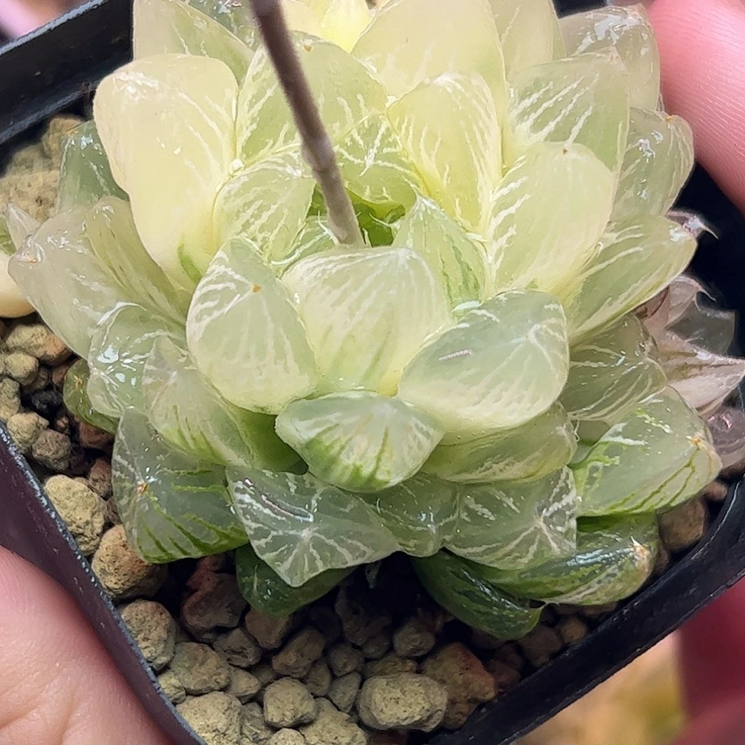 雪花母本锦糊斑十二