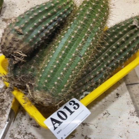 瑕疵的毛花柱a 013