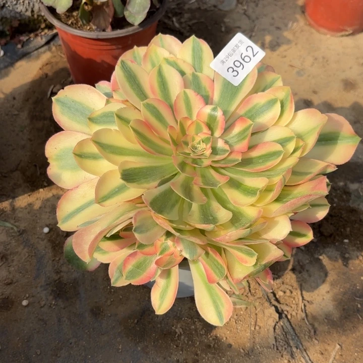 香妃多肉法师3962