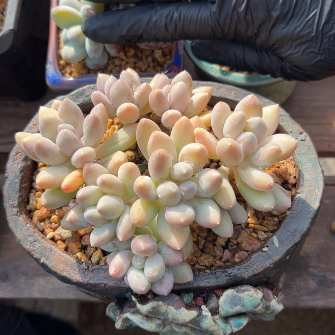 星星美人1111111111111