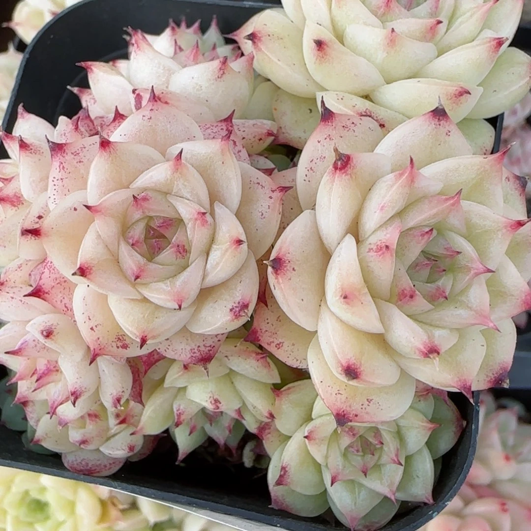 花语逸境0220-273散