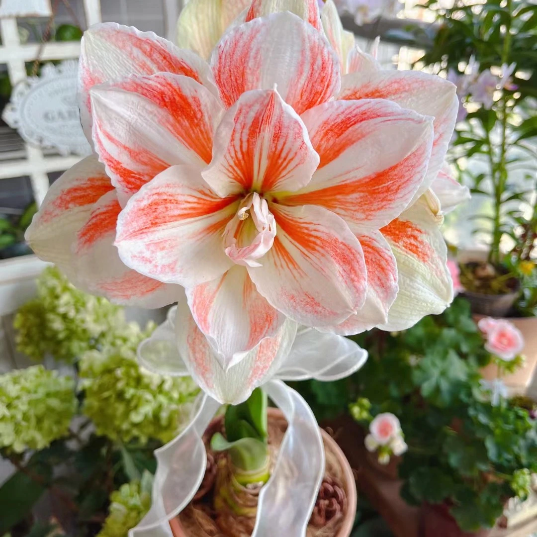 【新人福利】3-4包对版自然种球重瓣盆栽室内阳台送肥料