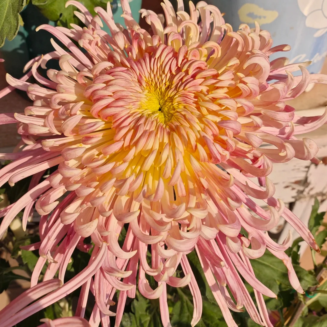 【盘龙宝翊】9月大菊花耐寒耐热好养庭院室内都可以种植