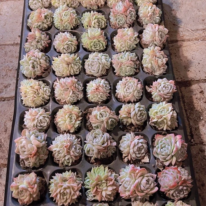 直播福利一物一拍65