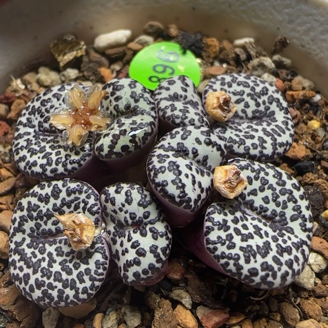 ts603漂亮多肉植物896