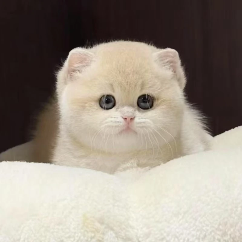 【琴琴的猫】活体宠物通用链接-WSCY-A012