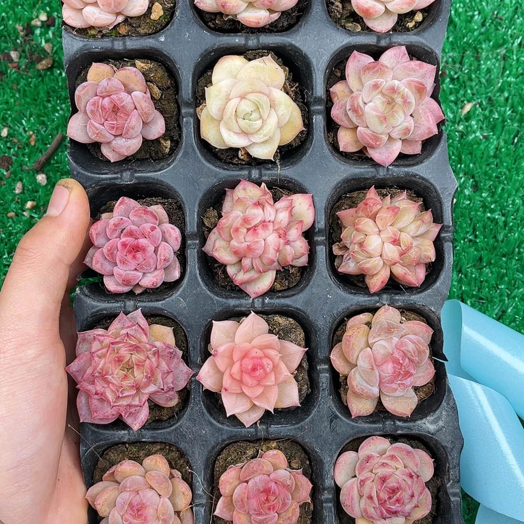 多肉一物一拍9-101