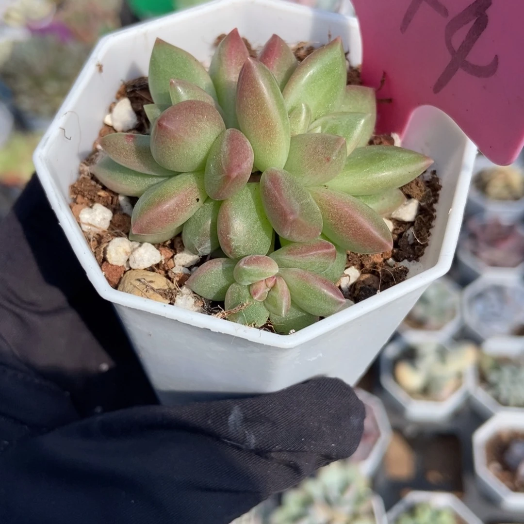 944迷雾泡泡多肉植物