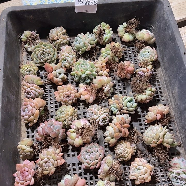 直播福利一物一拍98