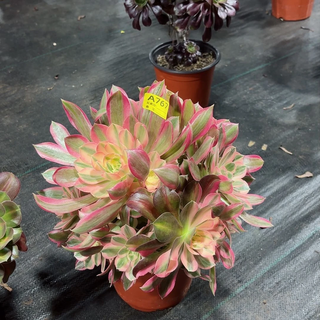 女神法师多肉植物767