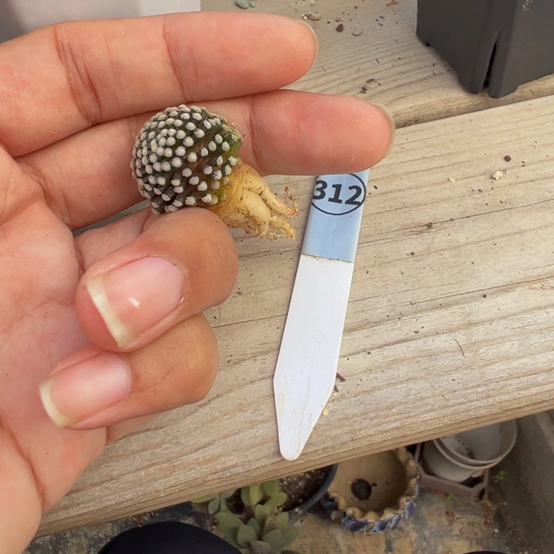 312侧芽自根松针牡丹多肉植物裸根