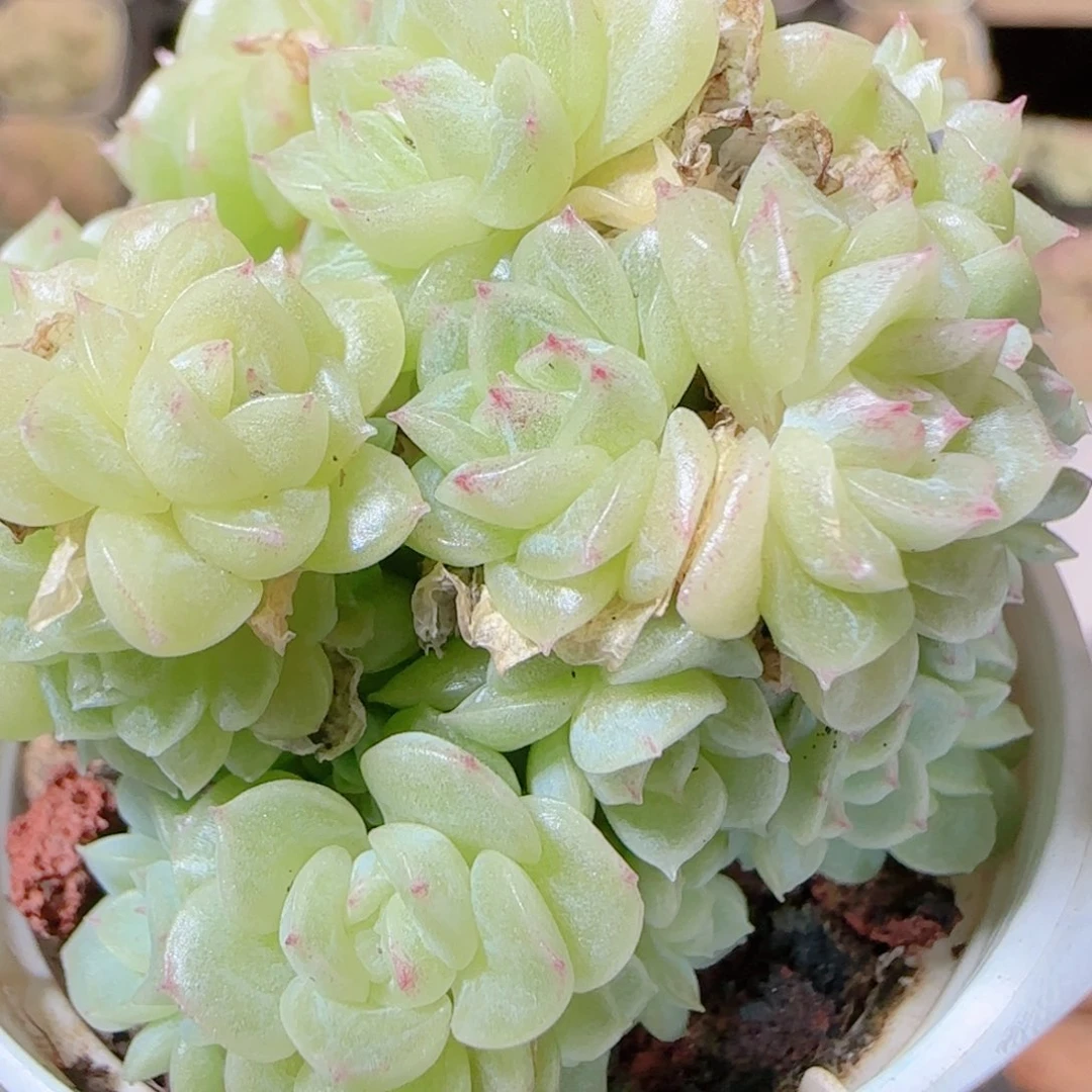 花语逸镜1117-379散