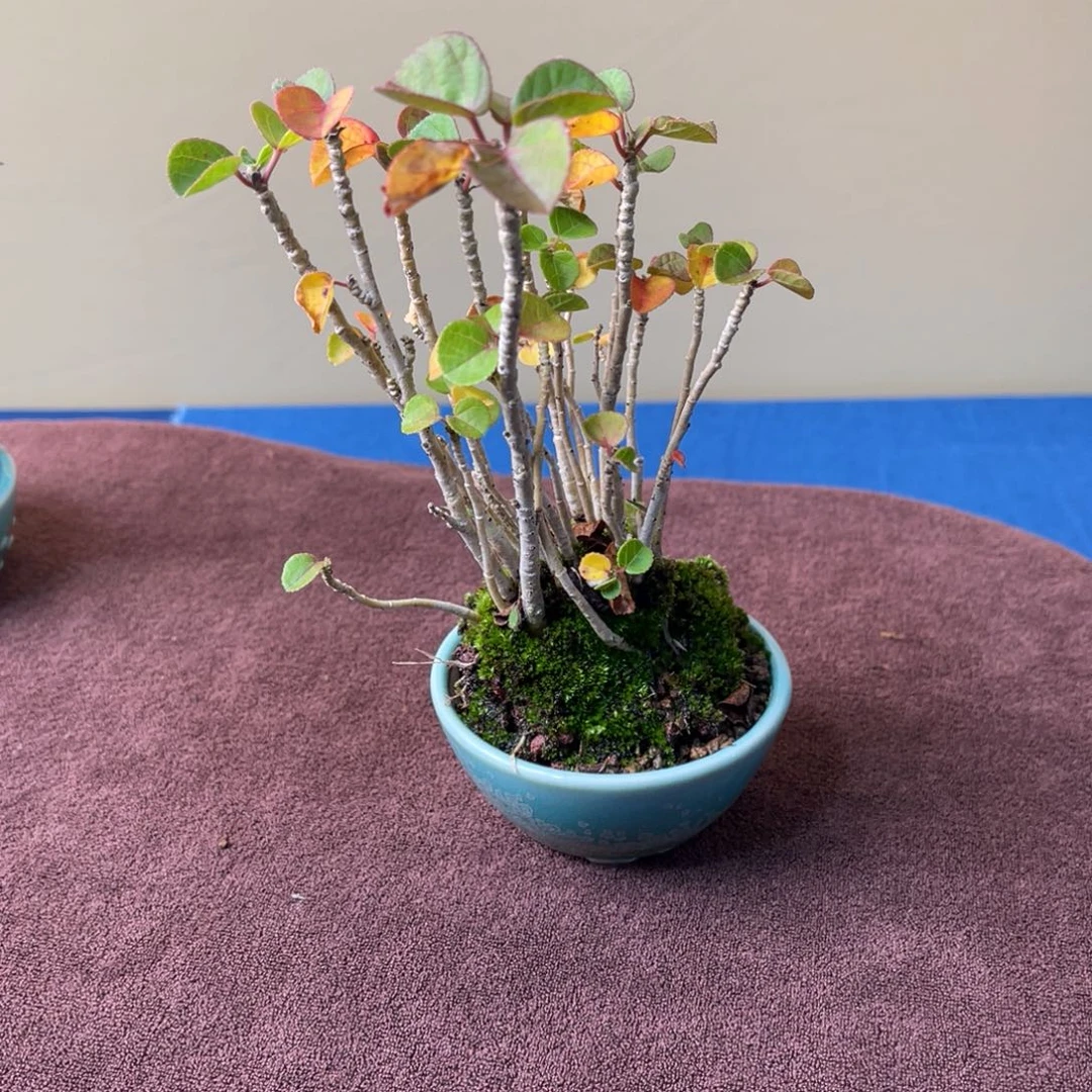 完全开放盆栽植物