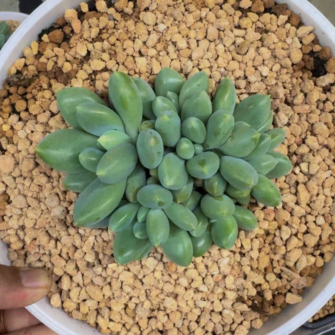 哥特 7头 一物一拍