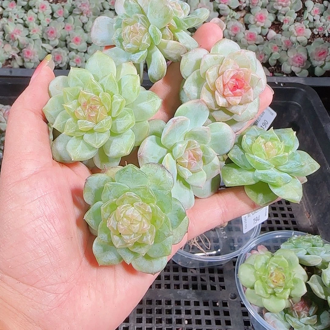 0923---196糖心珍妮