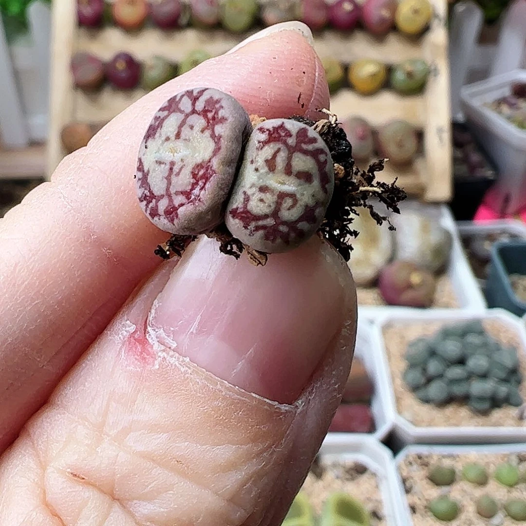 双头毛杂一颗……………………………