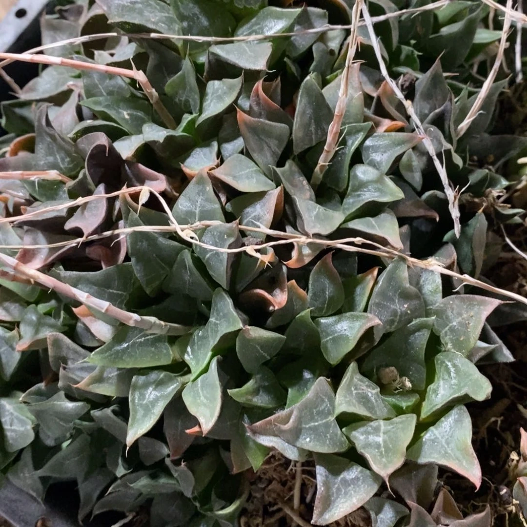 2409 一颗木叶克里克特 整点福利