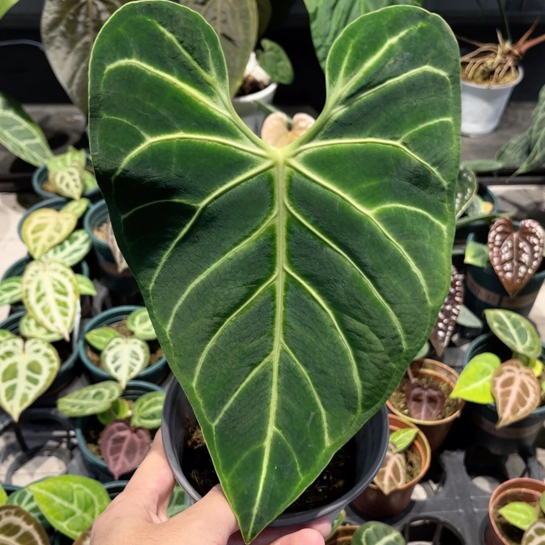 完全开放帝王花烛