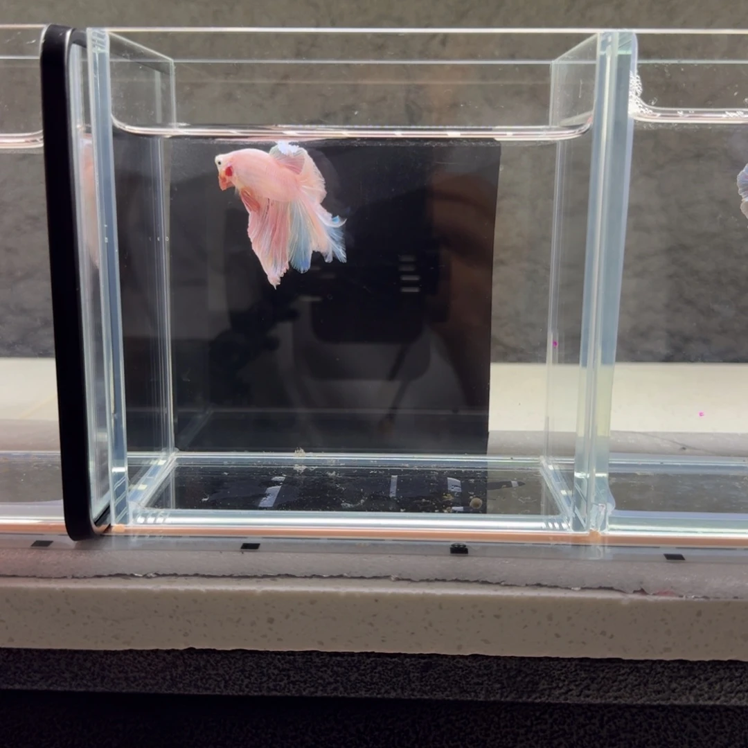 金***心斗鱼泰国半月斗鱼