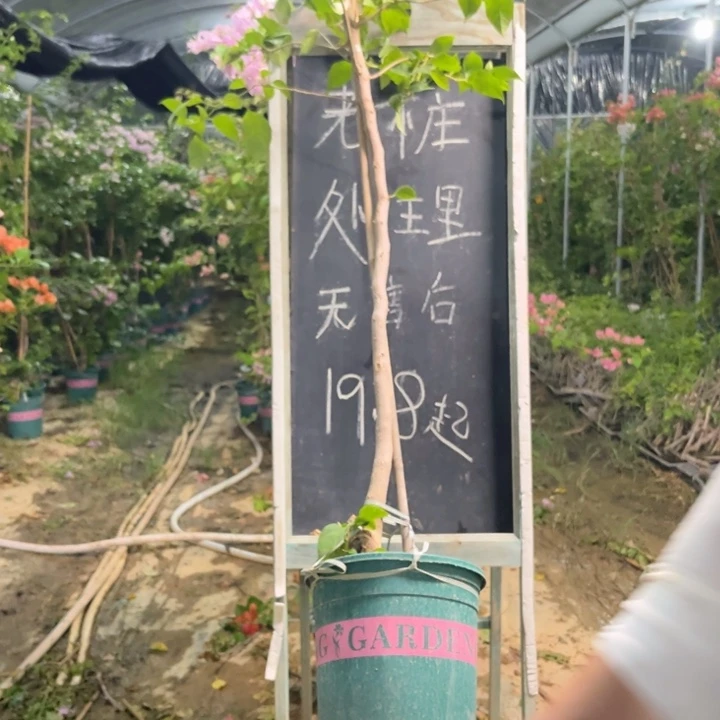 无花朵三角梅三角梅34