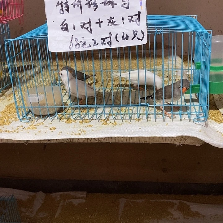 珍珠鸟彪**4特价白加灰珍珠