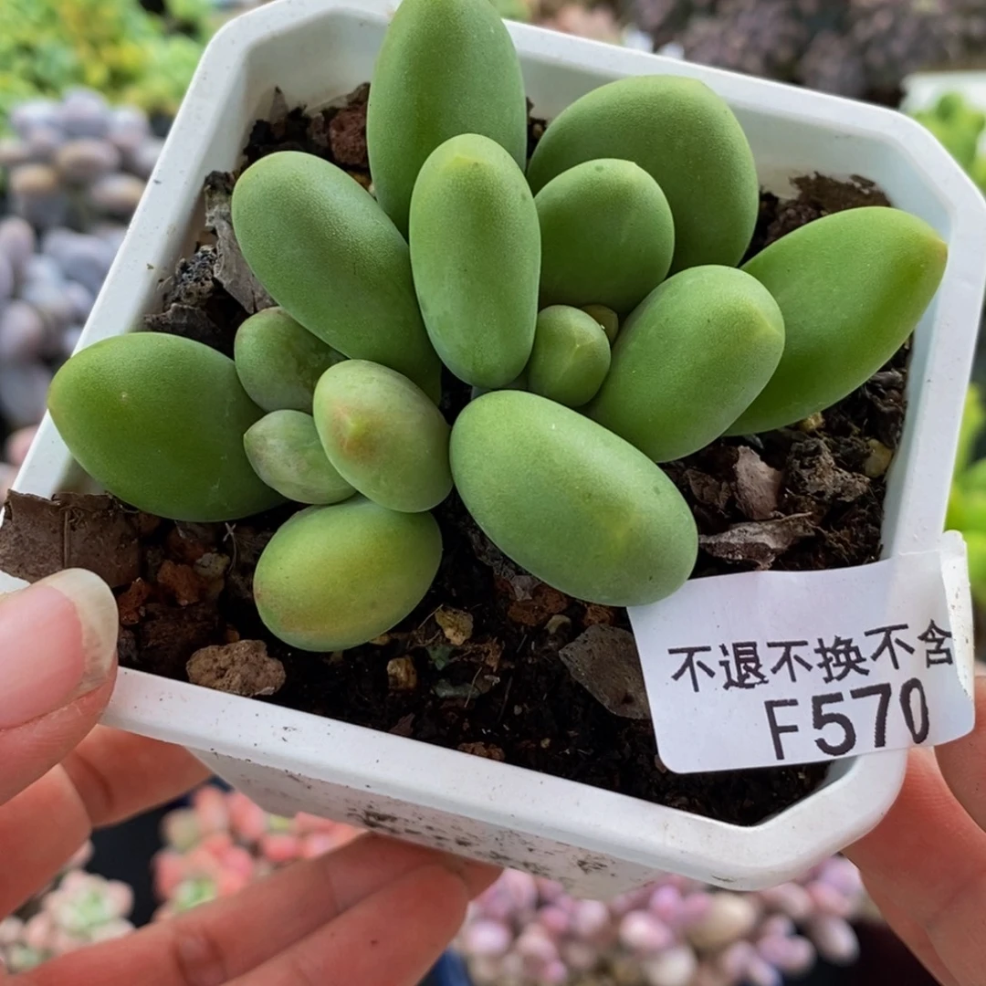570芒果奶6cm多肉