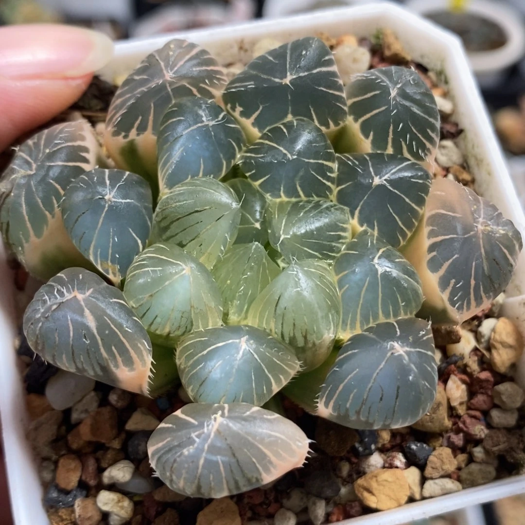 230实生糊斑大窗玉露锦