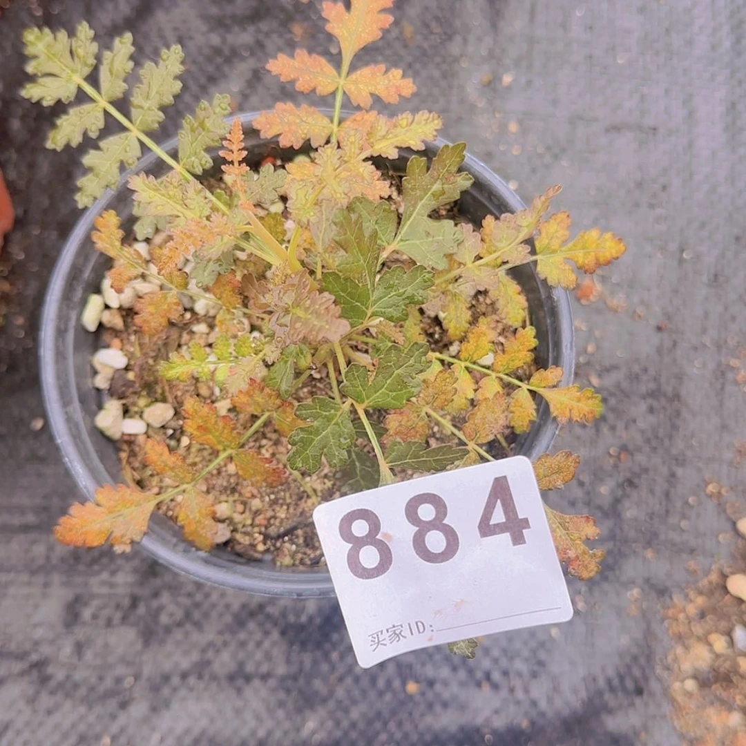 【闪购商品】轻****梭块根植物
