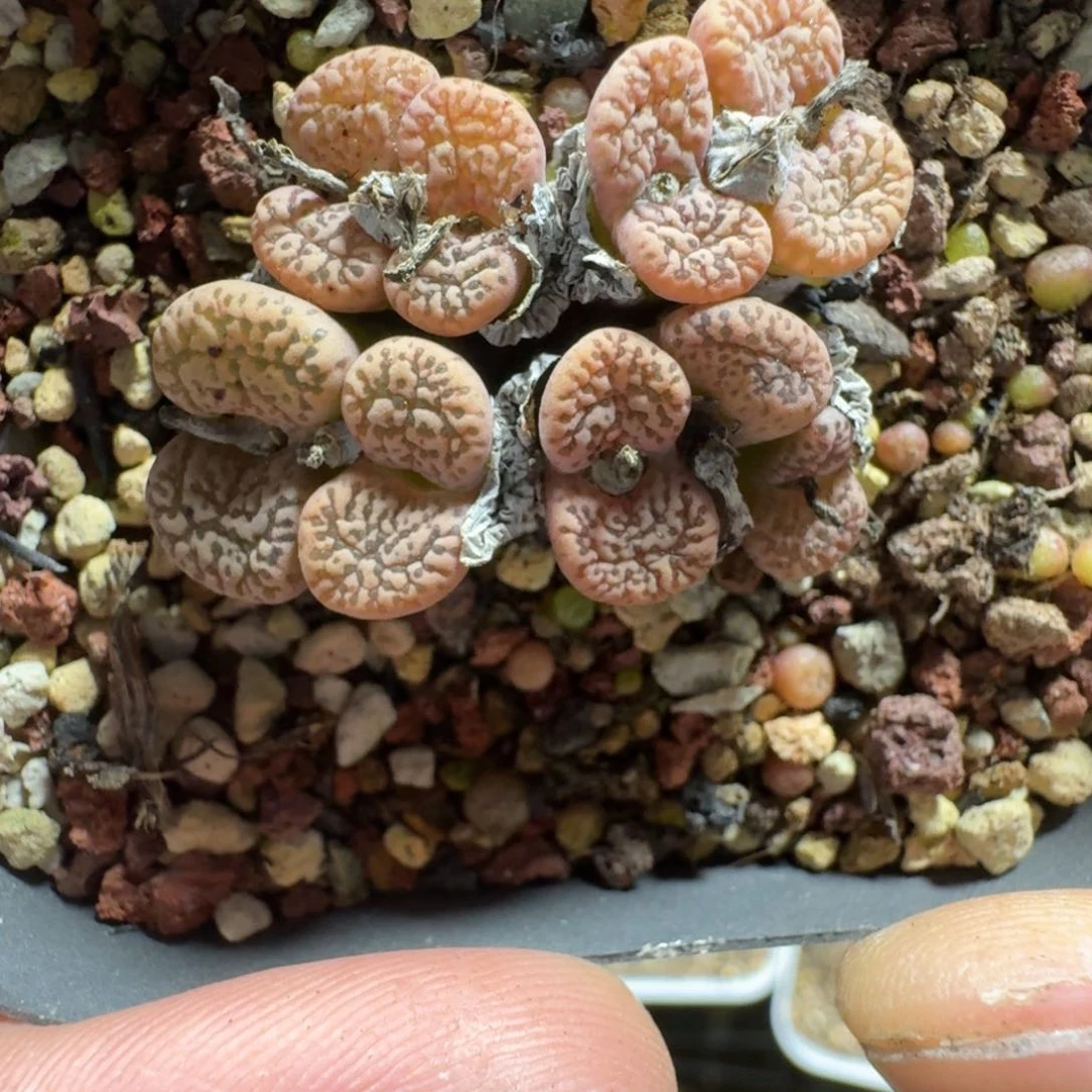 3303。鸟。哈尼一群。脱土发货