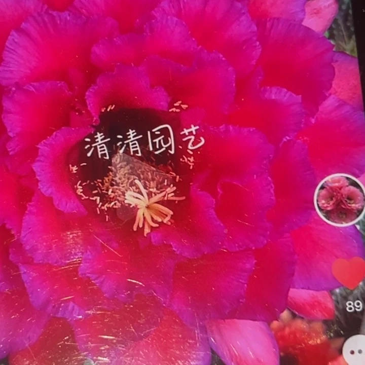 清清紫醉金迷侧牙瑕疵有黑点