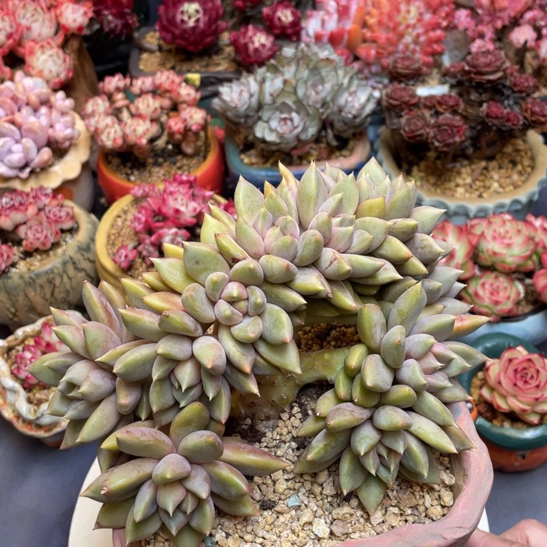 红象牙朵朵缀化群生