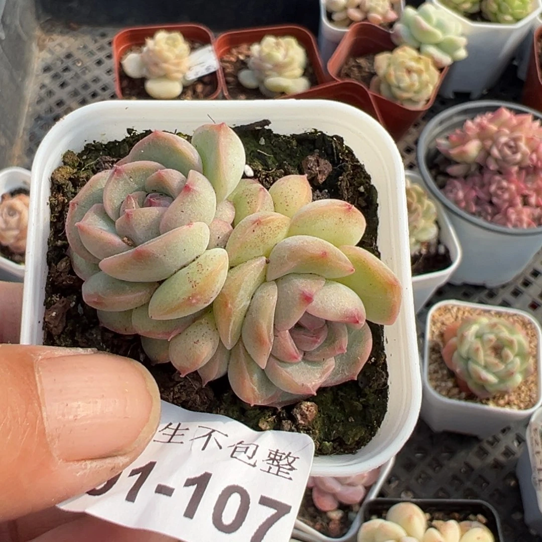 小卡拉米糖心一物一拍1-107