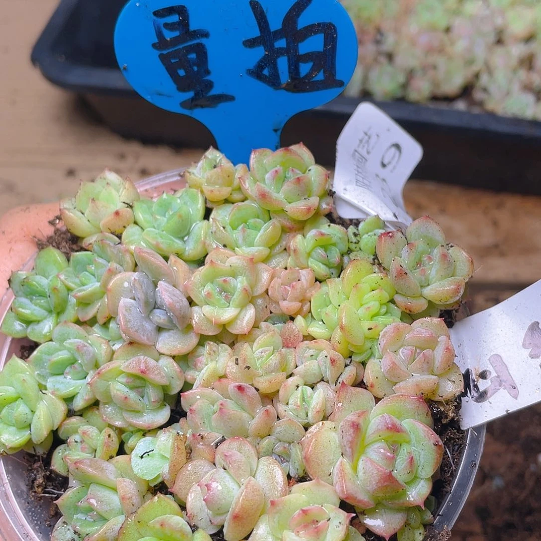 量拍多肉植物多肉植物239