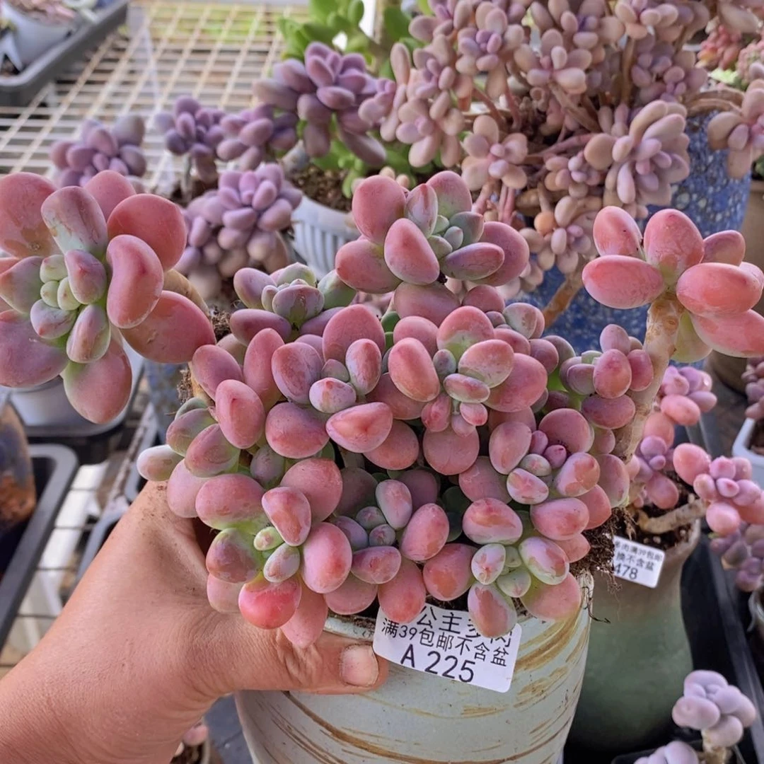 樱花洛神16cm225多肉植物