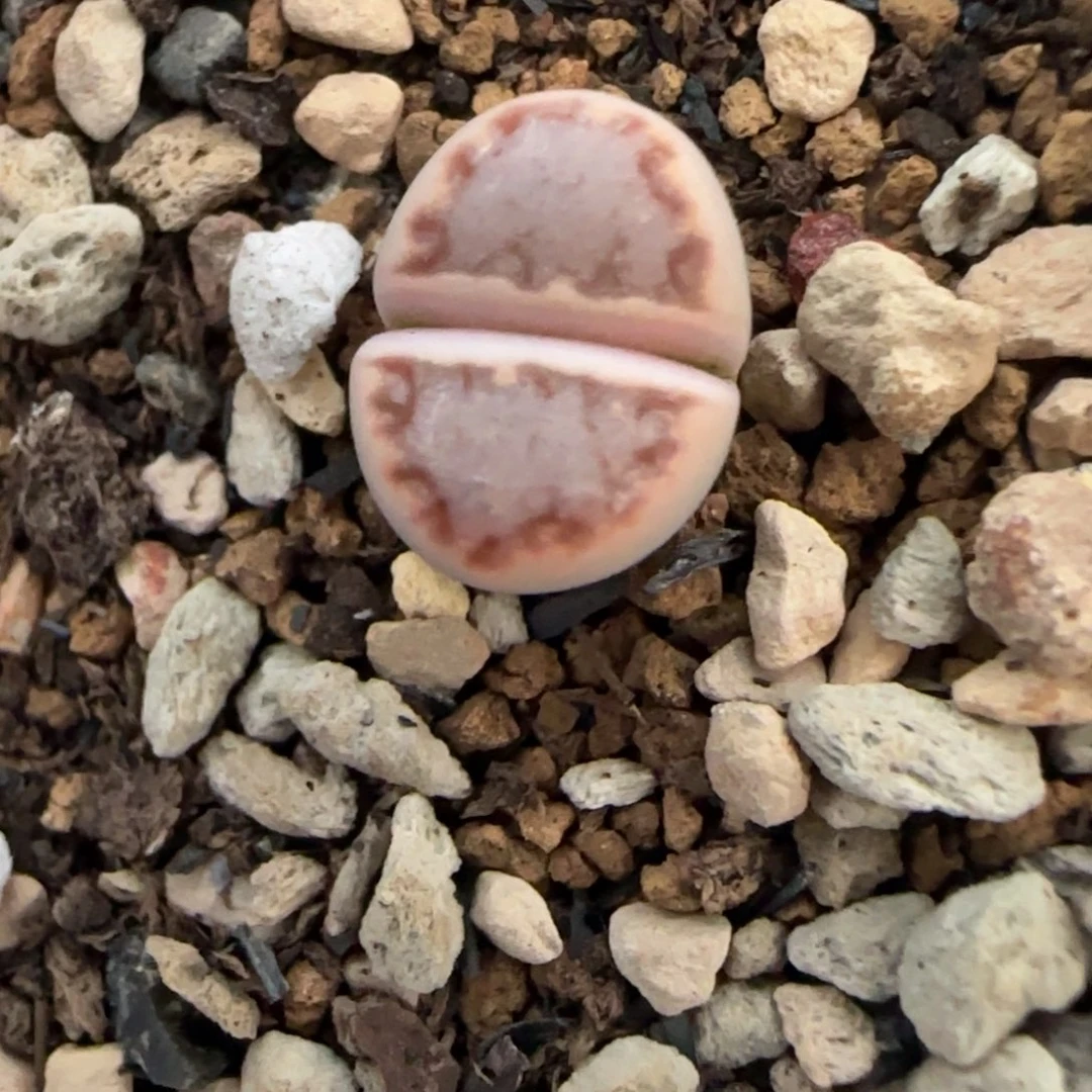 24二蜕小个子饼干