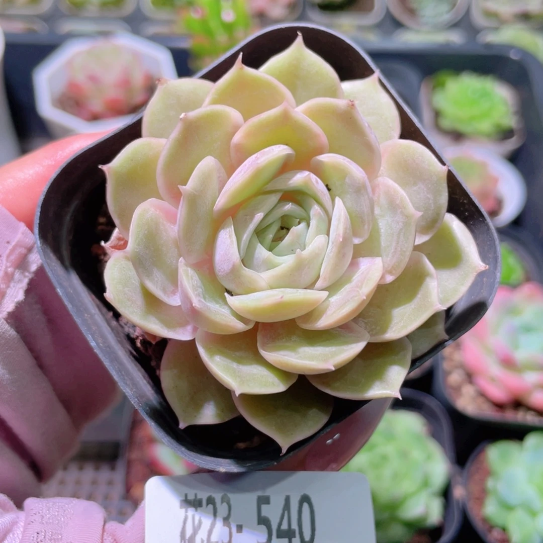 花利美23-540昂斯诺