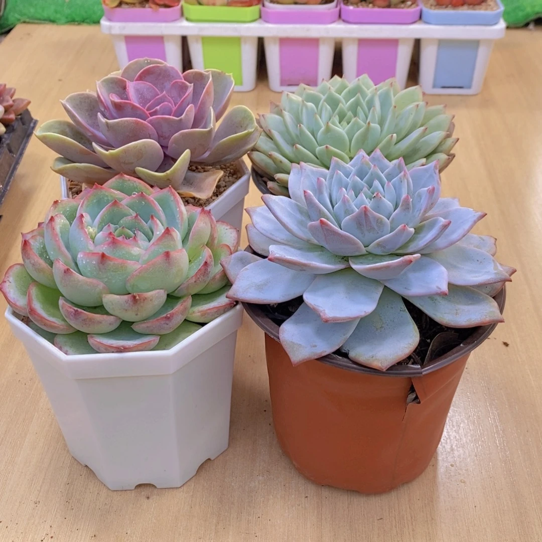 无花朵多肉植物y云南侧影tp粉蓝鸟110