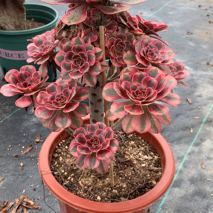 用***9529初恋多肉植物特价