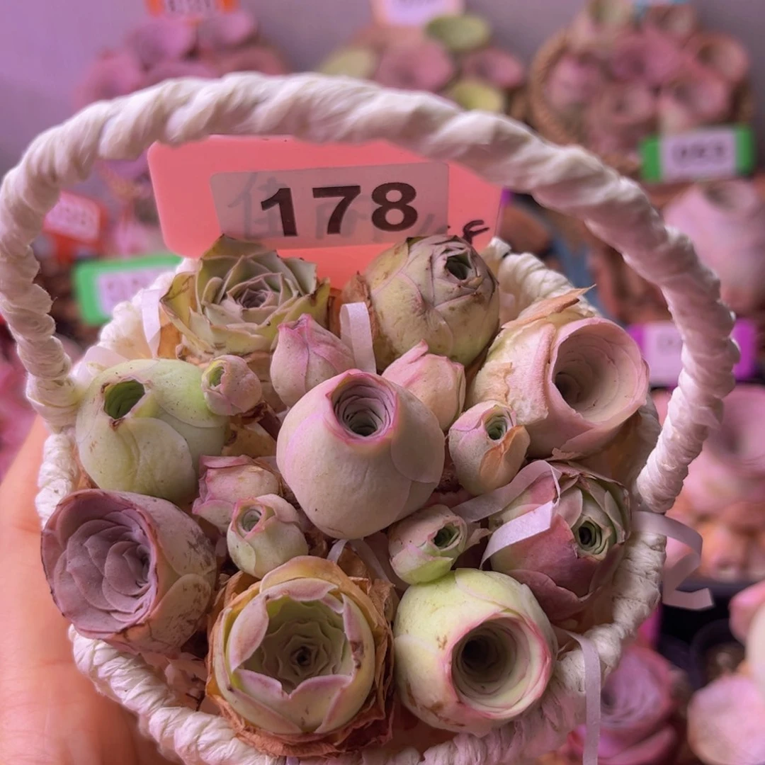 小白篮一物一拍178带篮 2厘米大小