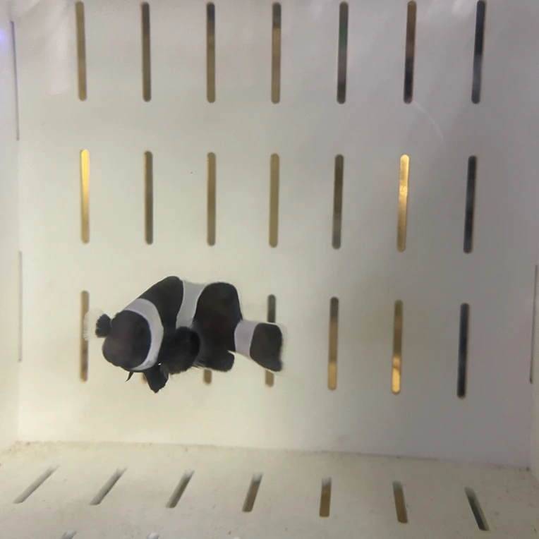 精品人工繁殖奥黑小丑鱼海水观赏鱼活体可养活尺寸(2.5-3)